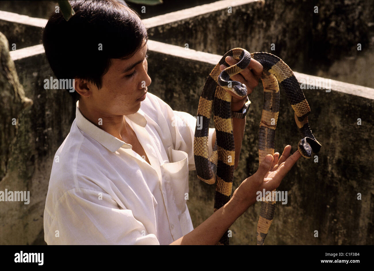 Vietnam, My Tho, la ferme de serpents Banque D'Images