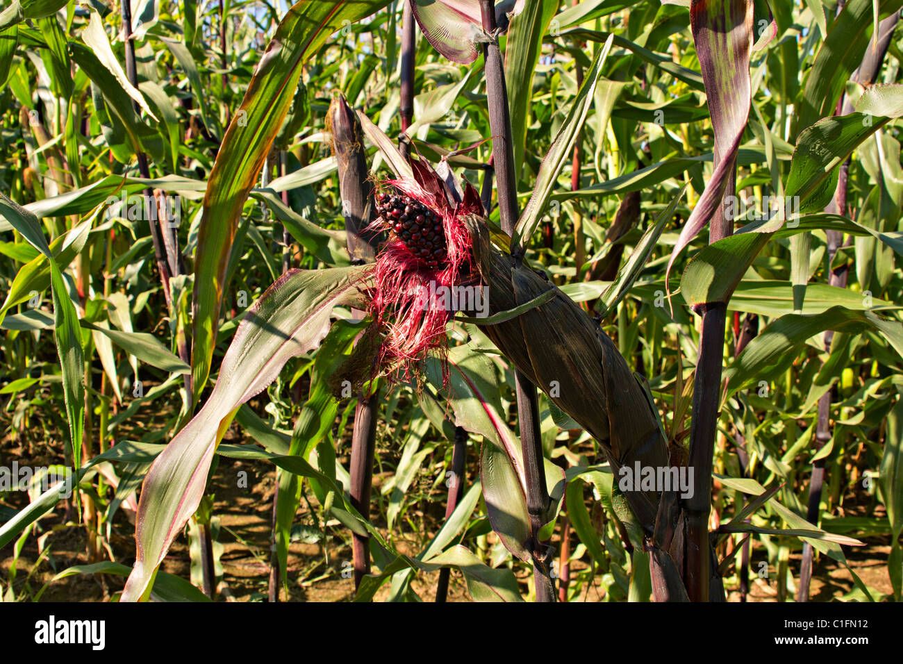 Maïs Maïs violet Morado en Oregon Farm Banque D'Images