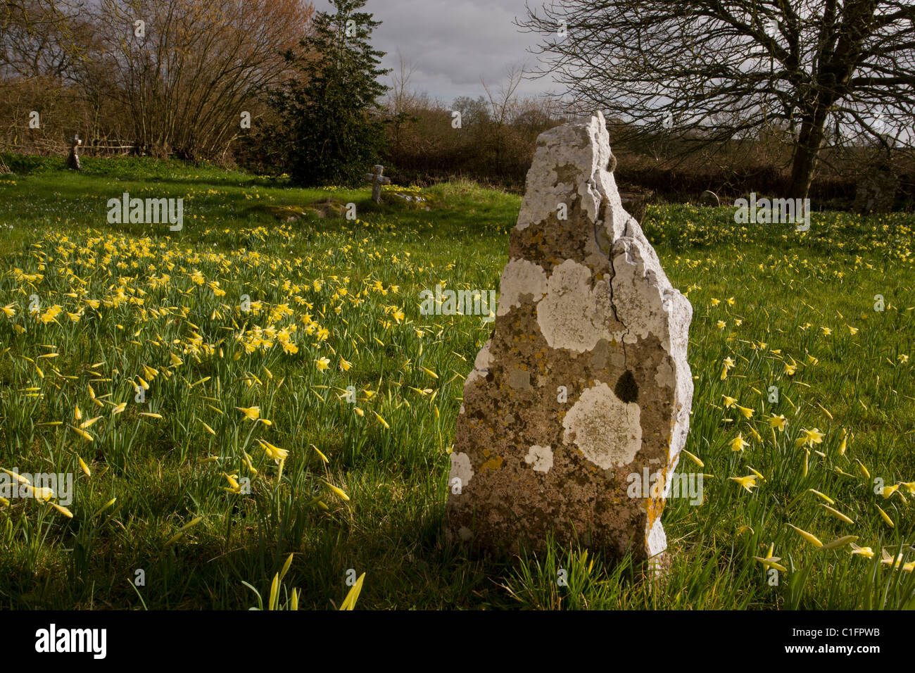 Les jonquilles sauvages Narcissus pseudonarcissus dans le vieux cimetière, couverts de lichen avec pierre tombale, à Holwell, North Dorset. Banque D'Images