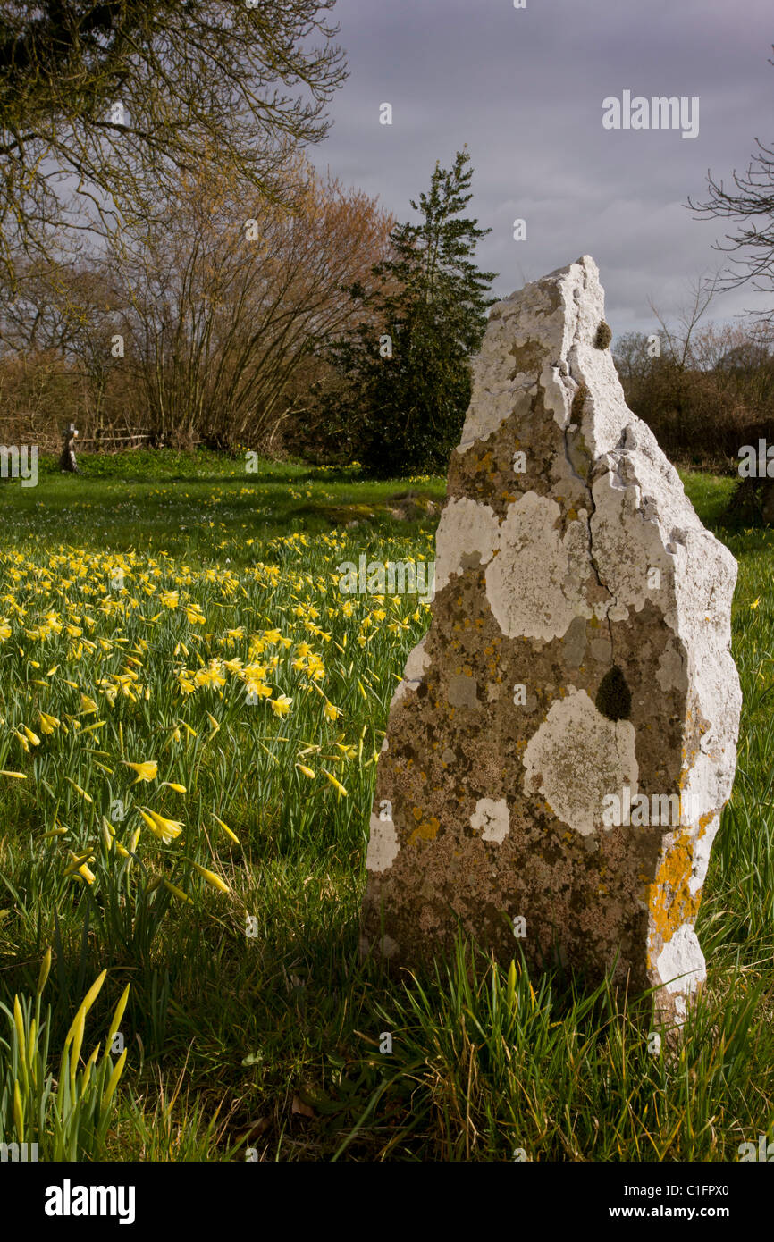 Les jonquilles sauvages Narcissus pseudonarcissus dans le vieux cimetière, couverts de lichen avec pierre tombale, à Holwell, North Dorset. Banque D'Images