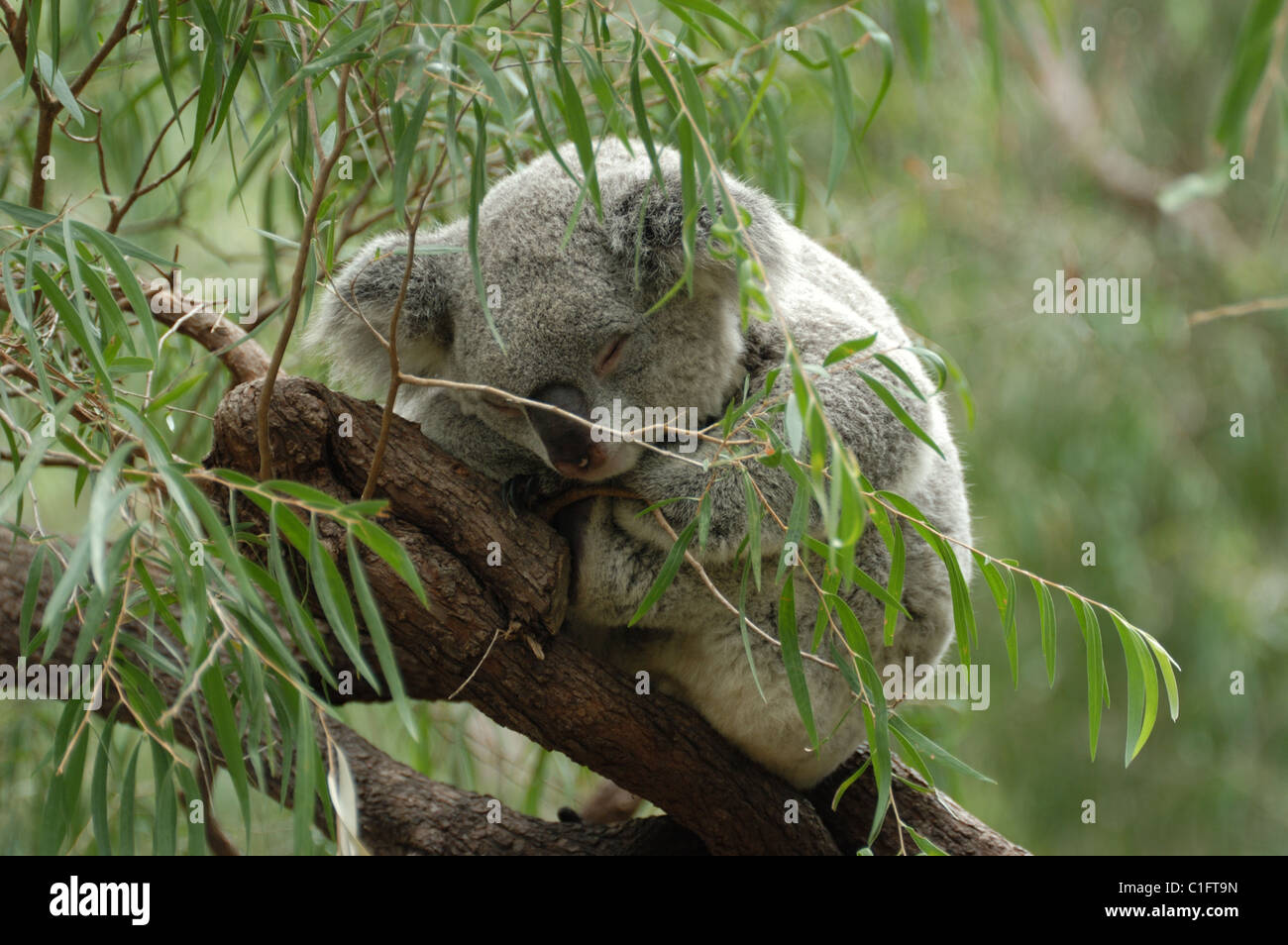 Koala (Phascolarctos cinereus) dormir dans un eucalyptus, l'ouest de l'Australie. Banque D'Images