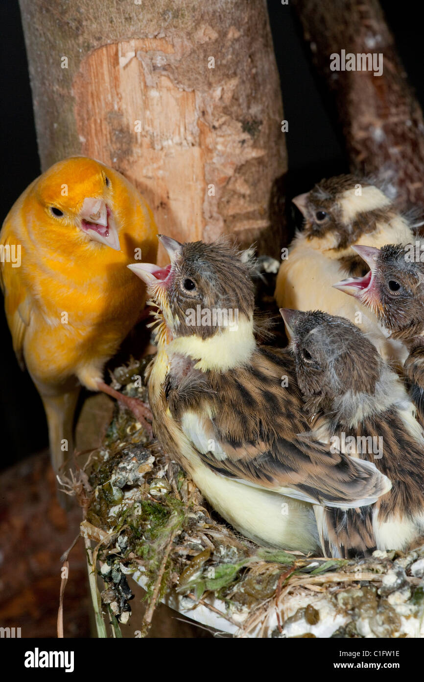 Elevage Canaris Banque D Image Et Photos Alamy