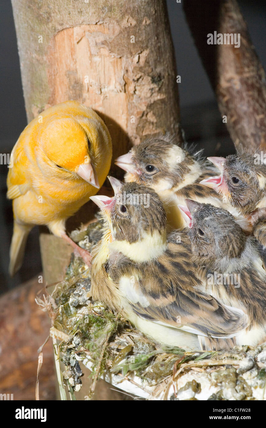 Elevage Canaris Banque D Image Et Photos Alamy