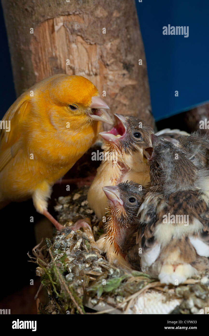 Canaries (Serinus canaria), l'alimentation 15 les poussins, encore dans le nid. Les oiseaux de volière. Banque D'Images