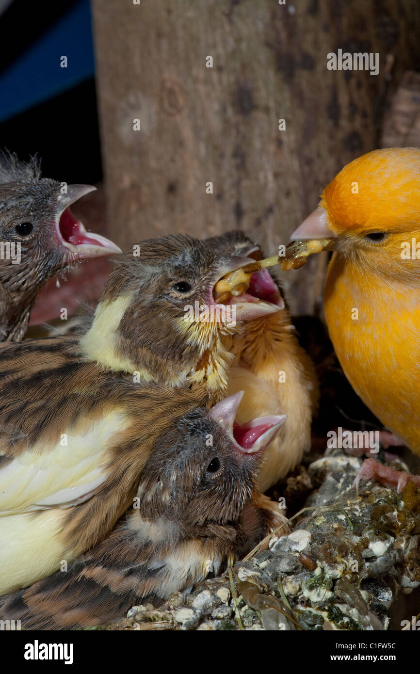 Canaries (Serinus canaria), l'alimentation 15 les poussins, encore dans le nid. Les oiseaux de volière. Banque D'Images