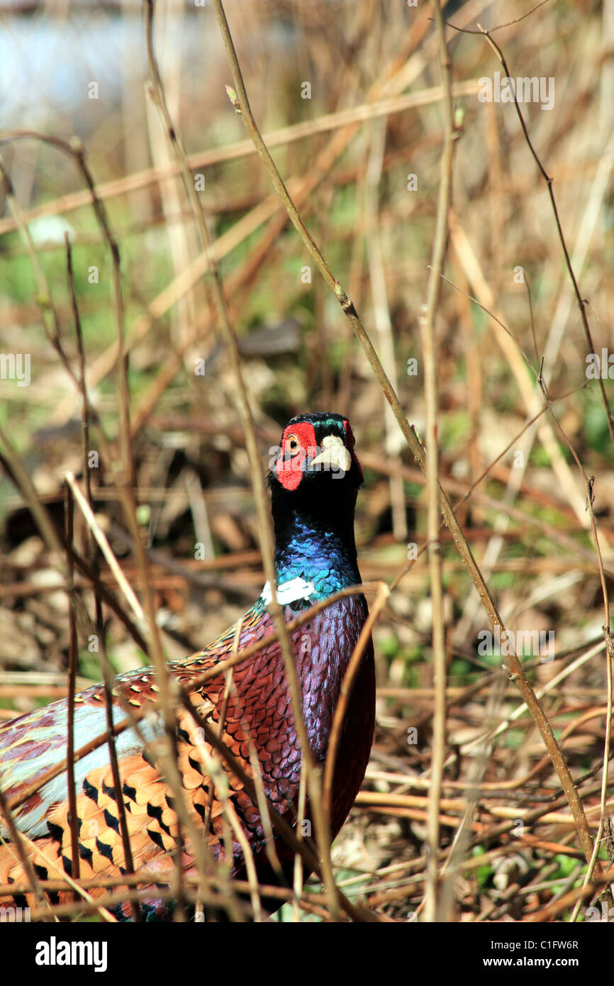 Faisan de Colchide Phasianus colchicus commun Famille : Phasianidae Banque D'Images