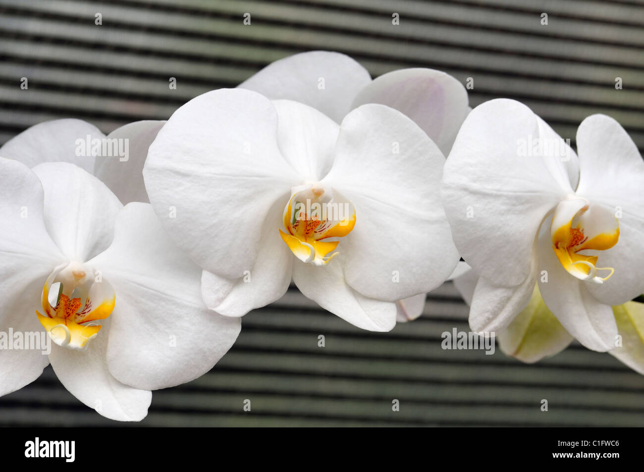 Orchidées blanches Banque D'Images
