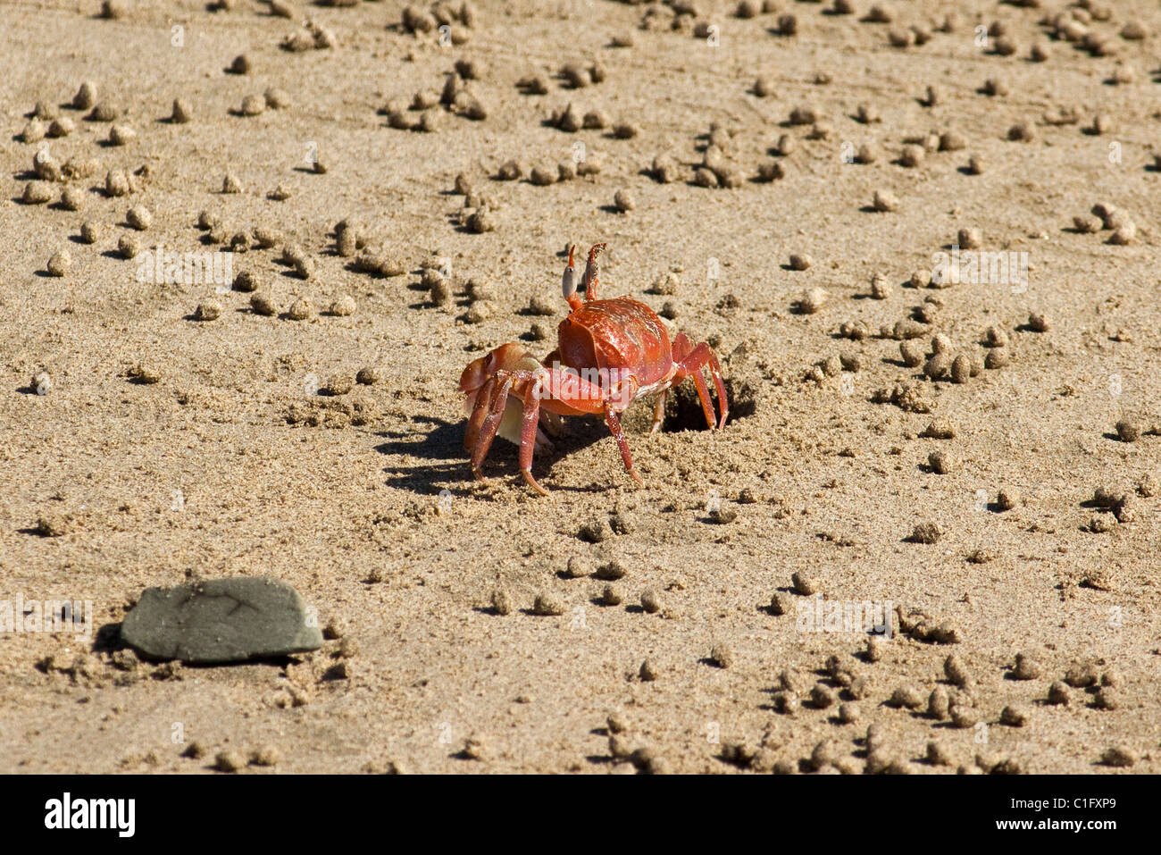 Un crabe violoniste rouge par son terrier sur Playa Guiones, une plage de surf populaire par la zone verte village de Nosara, Costa Rica Banque D'Images