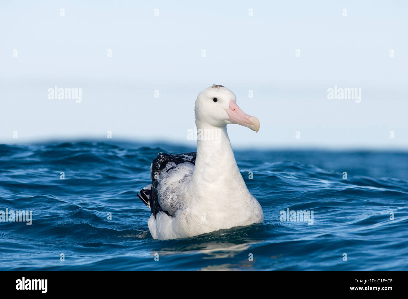 Albatros errants de Gibson (Diomedea exulans gibsoni) Kaikoura, Nouvelle-Zélande Banque D'Images