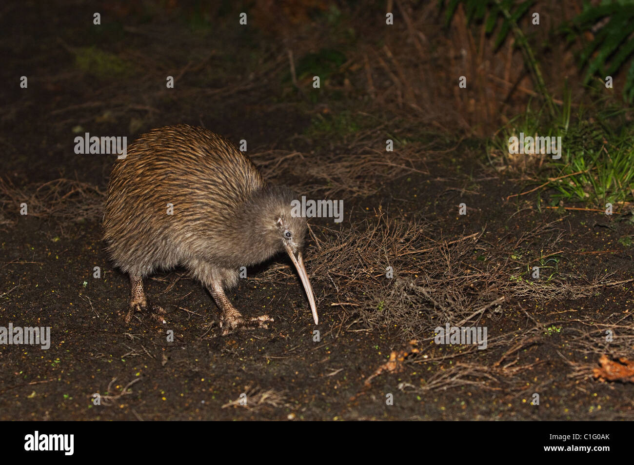 Île du Sud brown kiwi (Apteryx australis), l'île Stewart, en Nouvelle-Zélande. Banque D'Images