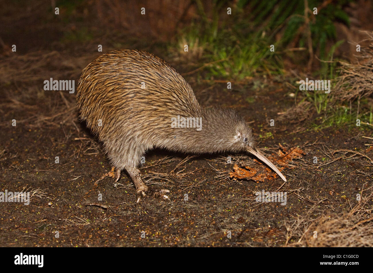 Île du Sud brown kiwi (Apteryx australis), l'île Stewart, en Nouvelle-Zélande. Banque D'Images