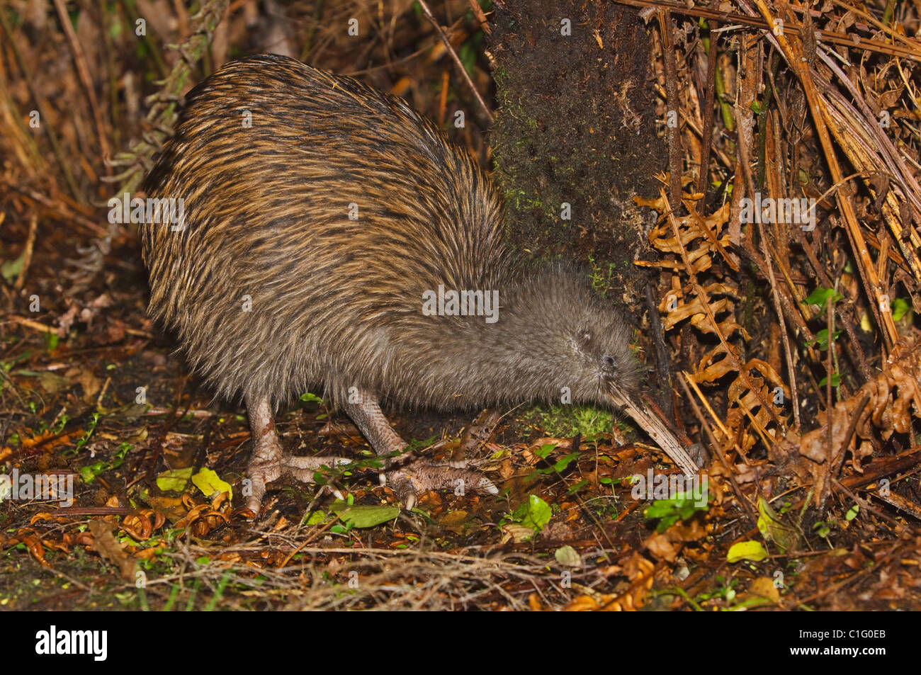 Île du Sud brown kiwi (Apteryx australis), l'île Stewart, en Nouvelle-Zélande. Banque D'Images Île du Sud brown kiwi (Apteryx australis), l'île Stewart, en Nouvelle-Zélande. Banque D'Images