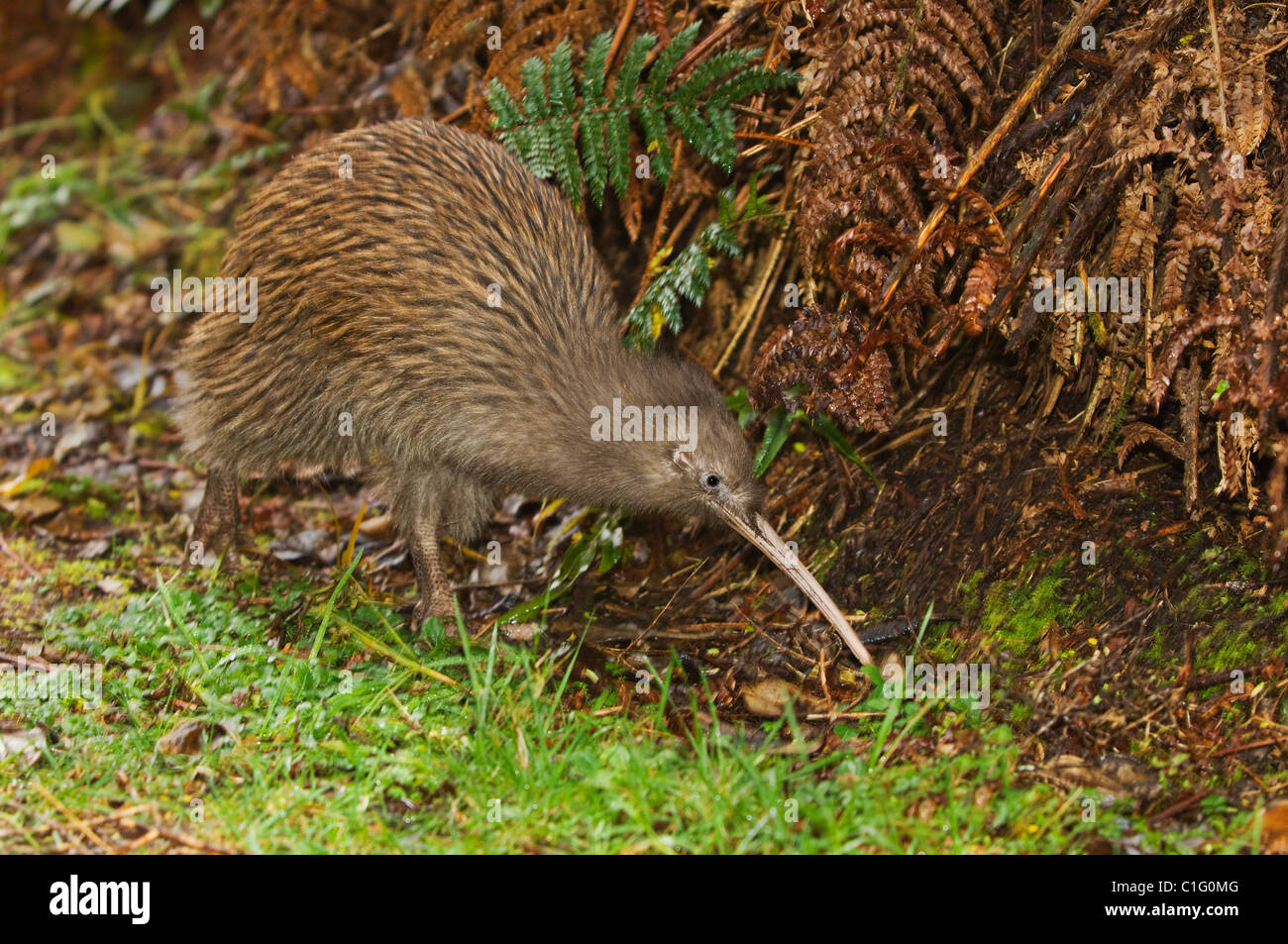 Île du Sud brown kiwi (Apteryx australis), l'île Stewart, en Nouvelle-Zélande. Banque D'Images Île du Sud brown kiwi (Apteryx australis), l'île Stewart, en Nouvelle-Zélande. Banque D'Images