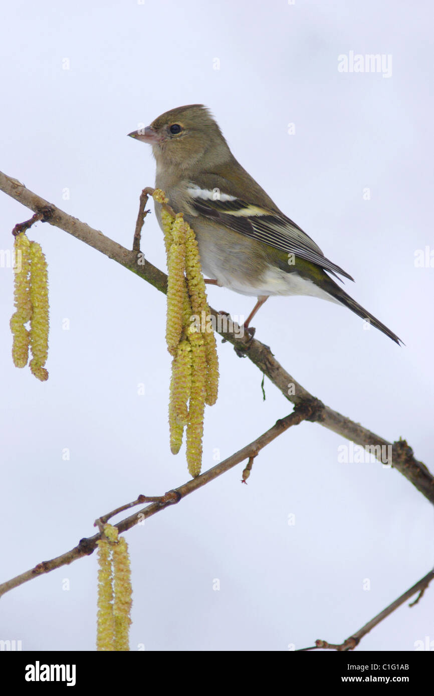(Fringilla coelebs Chaffinch femelle), fortes chutes de neige, hiver, Yorkshire, UK Banque D'Images