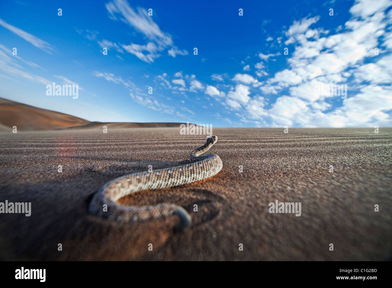 L'additionneur Sidewinder (Bitis peringueyi) est une espèce de vipère venimeuse dans le désert du Namib Banque D'Images