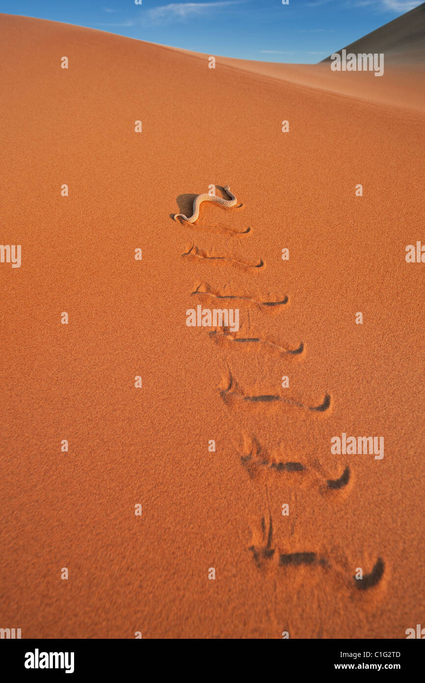 L'additionneur Sidewinder (Bitis peringueyi) est une espèce de vipère venimeuse dans le désert du Namib Banque D'Images