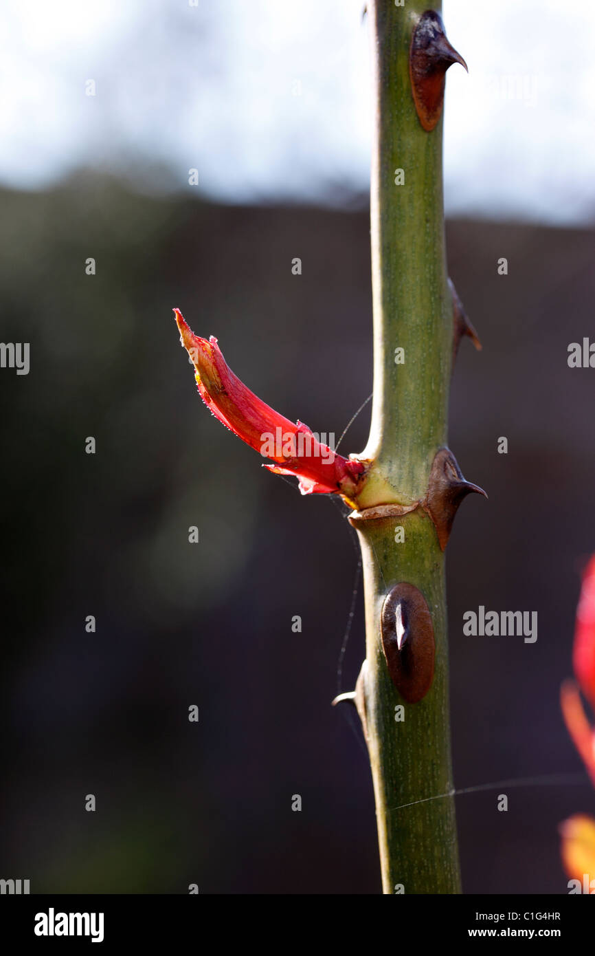 De nouvelles pousses ROSE AU DÉBUT DU PRINTEMPS. Banque D'Images