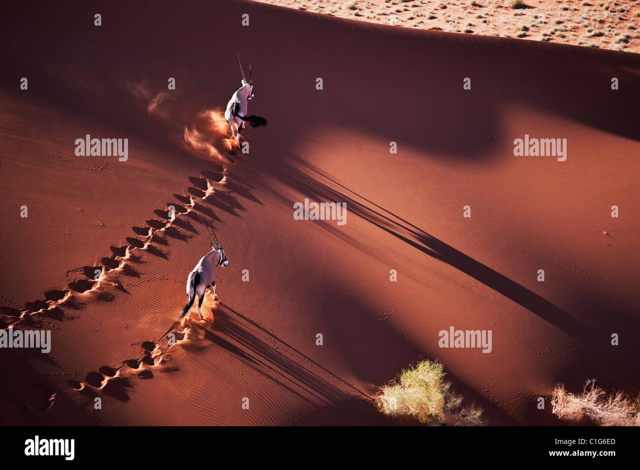 Gemsbok (Oryx gazella) dans le désert namibien typique de l'habitat des dunes de sable du désert Banque D'Images