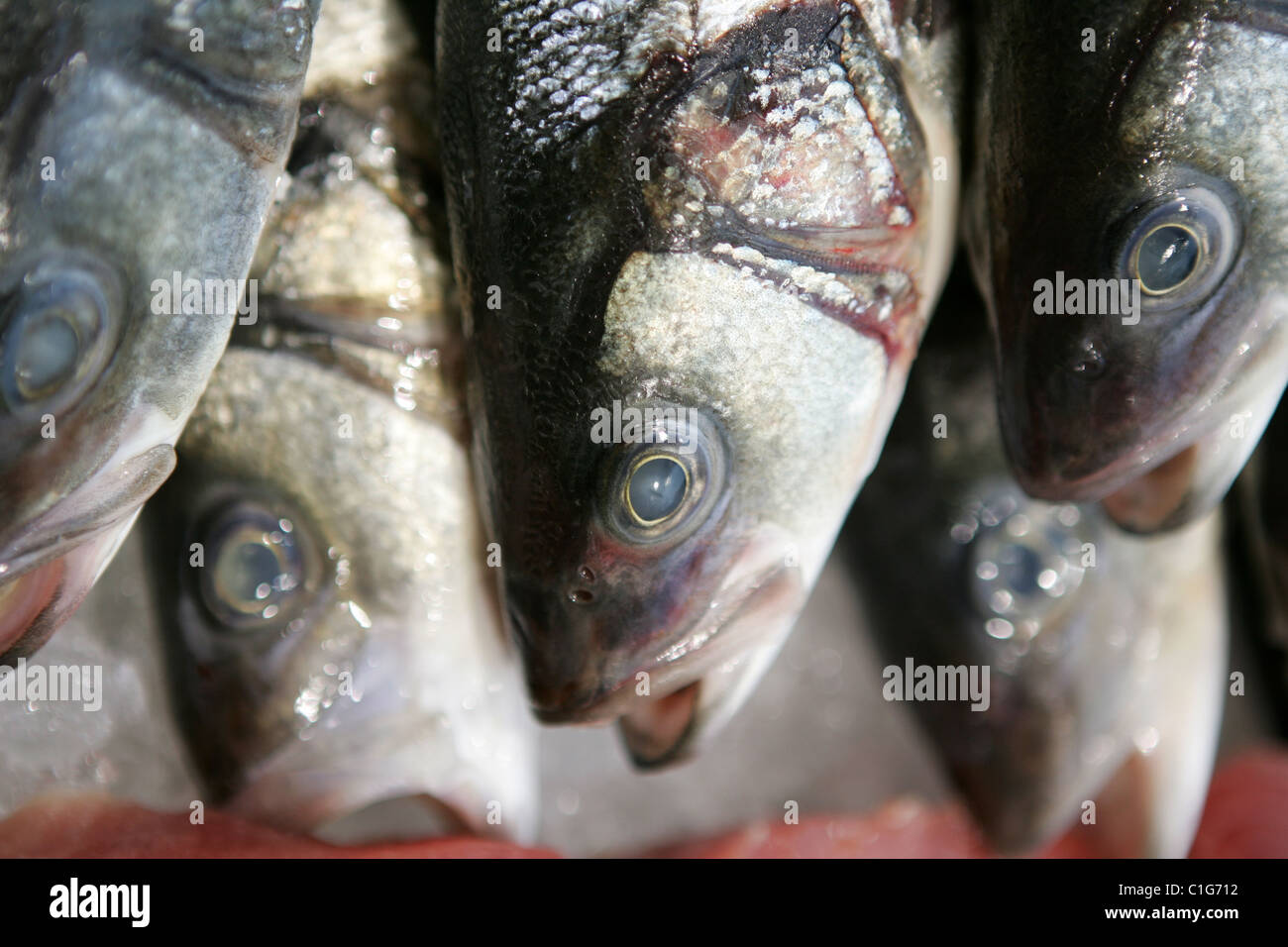 Poissons morts dans les poissonniers Banque D'Images
