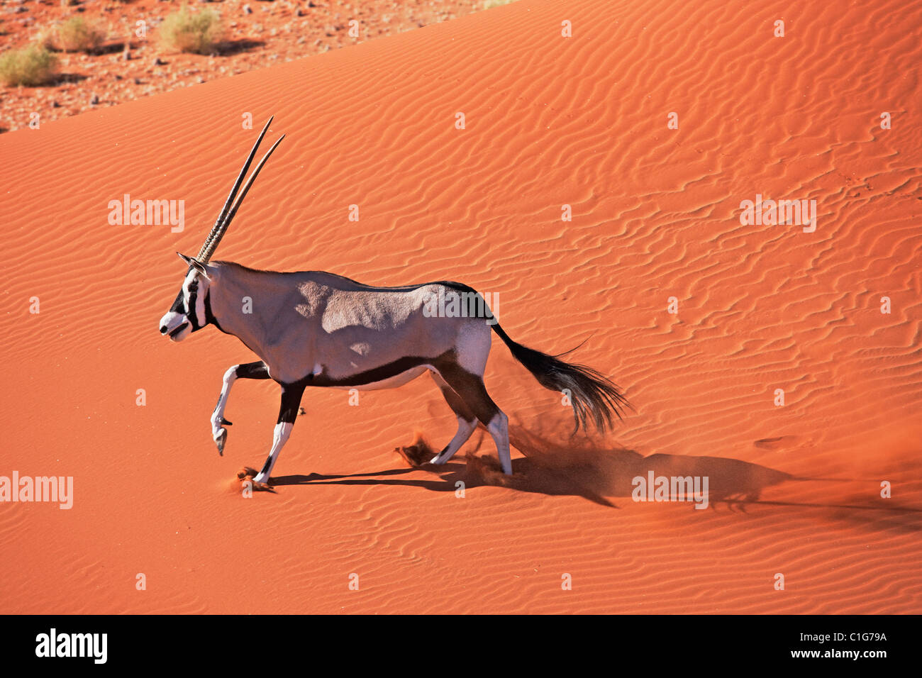 Gemsbok (Oryx gazella) dans désert typique de l'habitat. 16ème arr. sud-ouest de l'Afrique de l'Est et du Nord. NamibRand Nature Reserve, Namibie Banque D'Images
