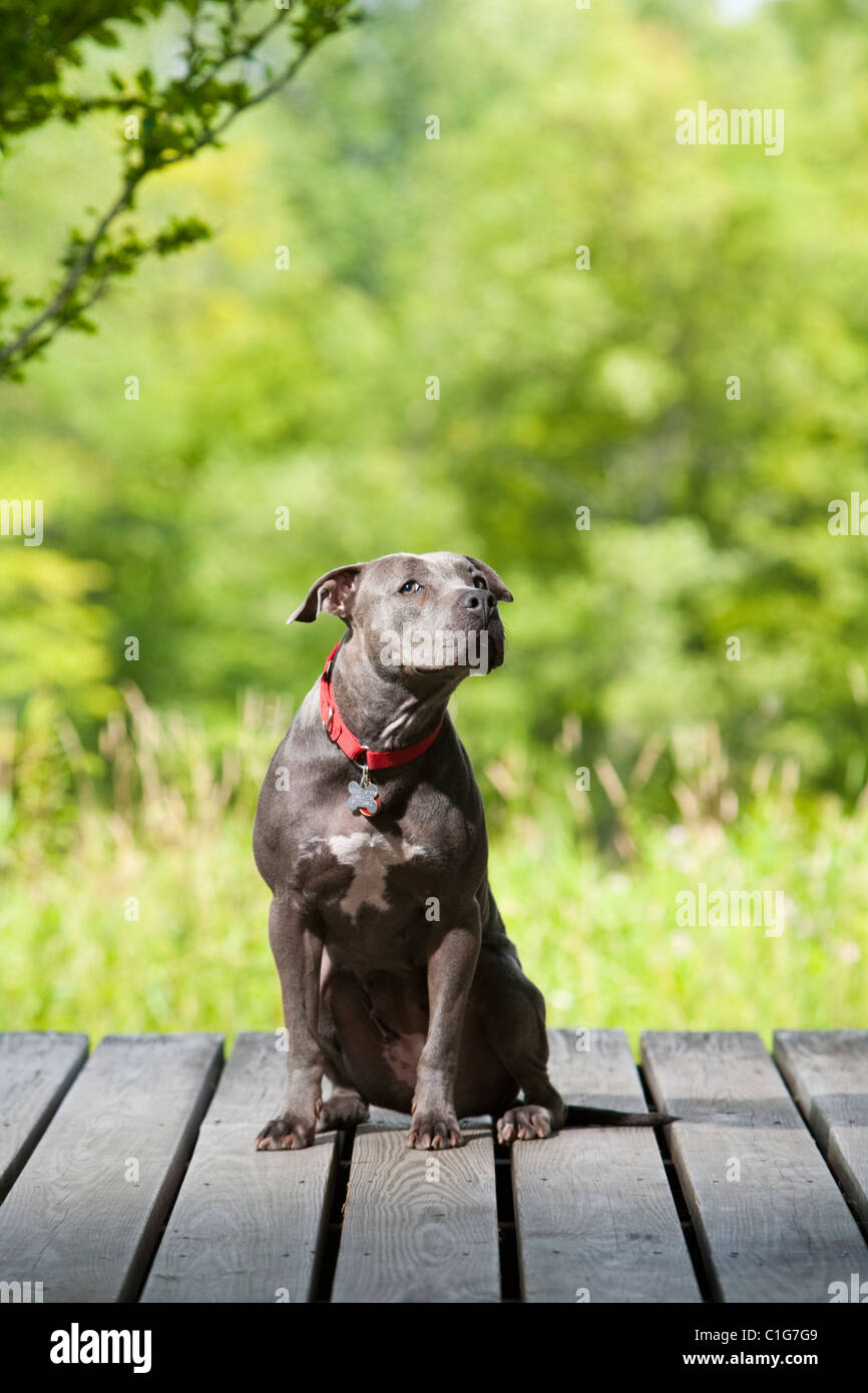 Dresser le chien femelle de taureau assis sur un pont dans le pays. Banque D'Images