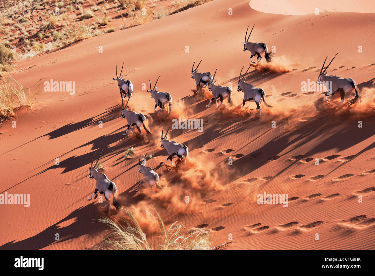 Gemsbok (Oryx gazella) dans le désert namibien typique de l'habitat des dunes de sable du désert Banque D'Images