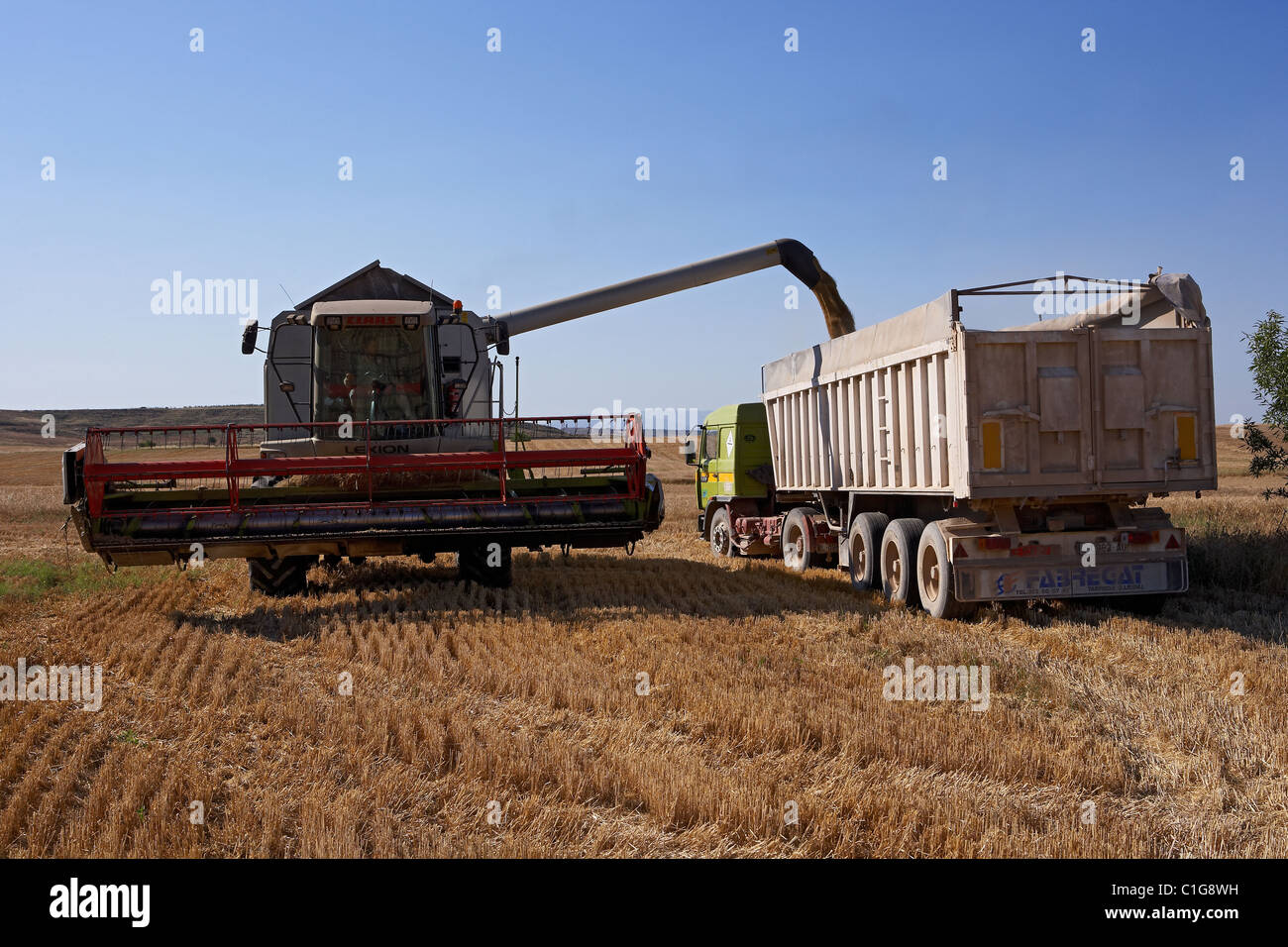 Moissonneuse-batteuse, sur champ de blé blé le téléchargement sur un camion Banque D'Images