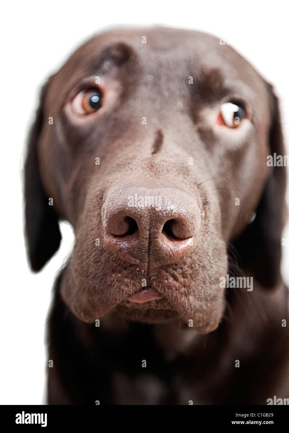 Labrador Chocolat triste Banque D'Images