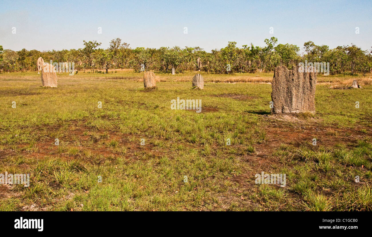 Termitières en territoire du Nord, Australie Banque D'Images