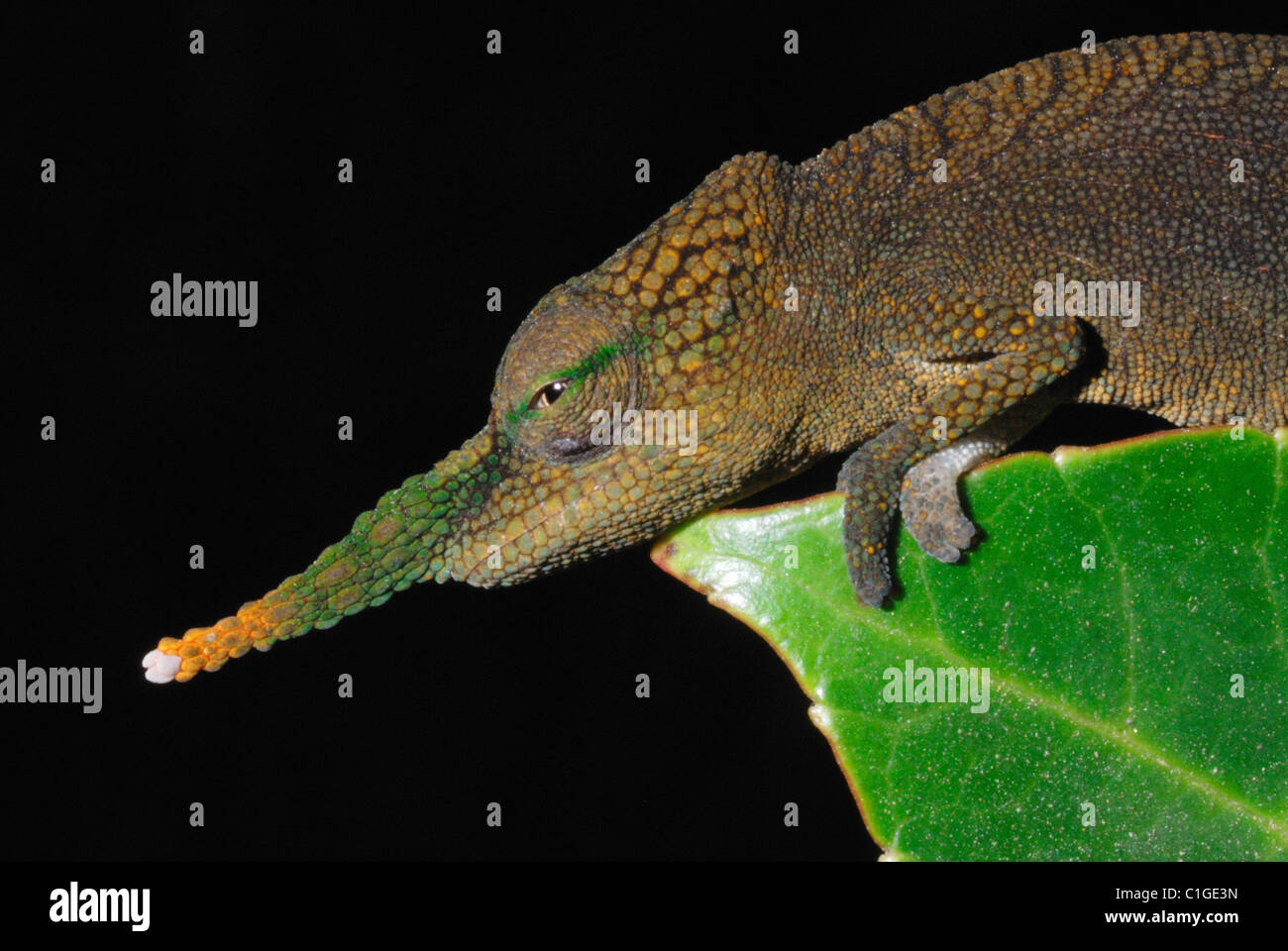 Bec long mâle Caméléon Calumma (gallus) dans la forêt tropicale du Parc National d'Andasibe, l'Est de Madagascar. Août 2010. Banque D'Images