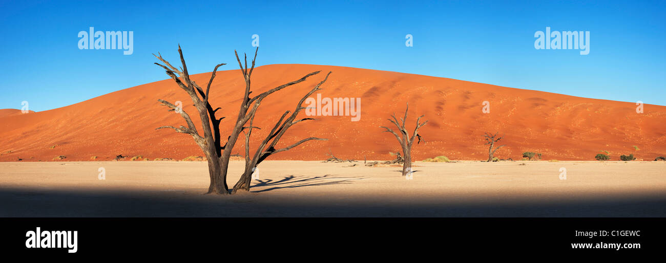 Vue panoramique d'un dead Acacia Sossusvlei dans le désert du Namib. Namib-Naukluft N.P, Namibie Banque D'Images