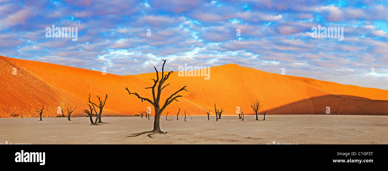 Vue panoramique d'un dead Acacia Sossusvlei dans le désert du Namib. Namib-Naukluft N.P, Namibie Banque D'Images
