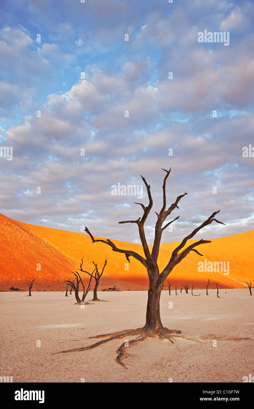 Dead Acacia Sossusvlei dans le désert du Namib. Namib-Naukluft N.P, Namibie Banque D'Images