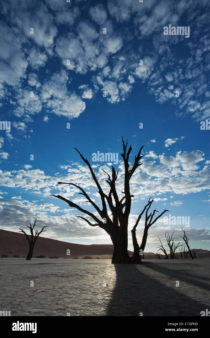 Dead Acacia en silhouette Sossusvlei dans le désert du Namib. Namib-Naukluft N.P, Namibie Banque D'Images
