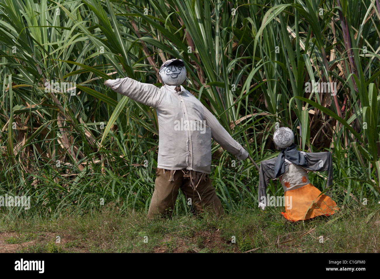 Les champs de riz de l'Inde faire peur crow la culture de la canne à sucre l'agriculture Banque D'Images