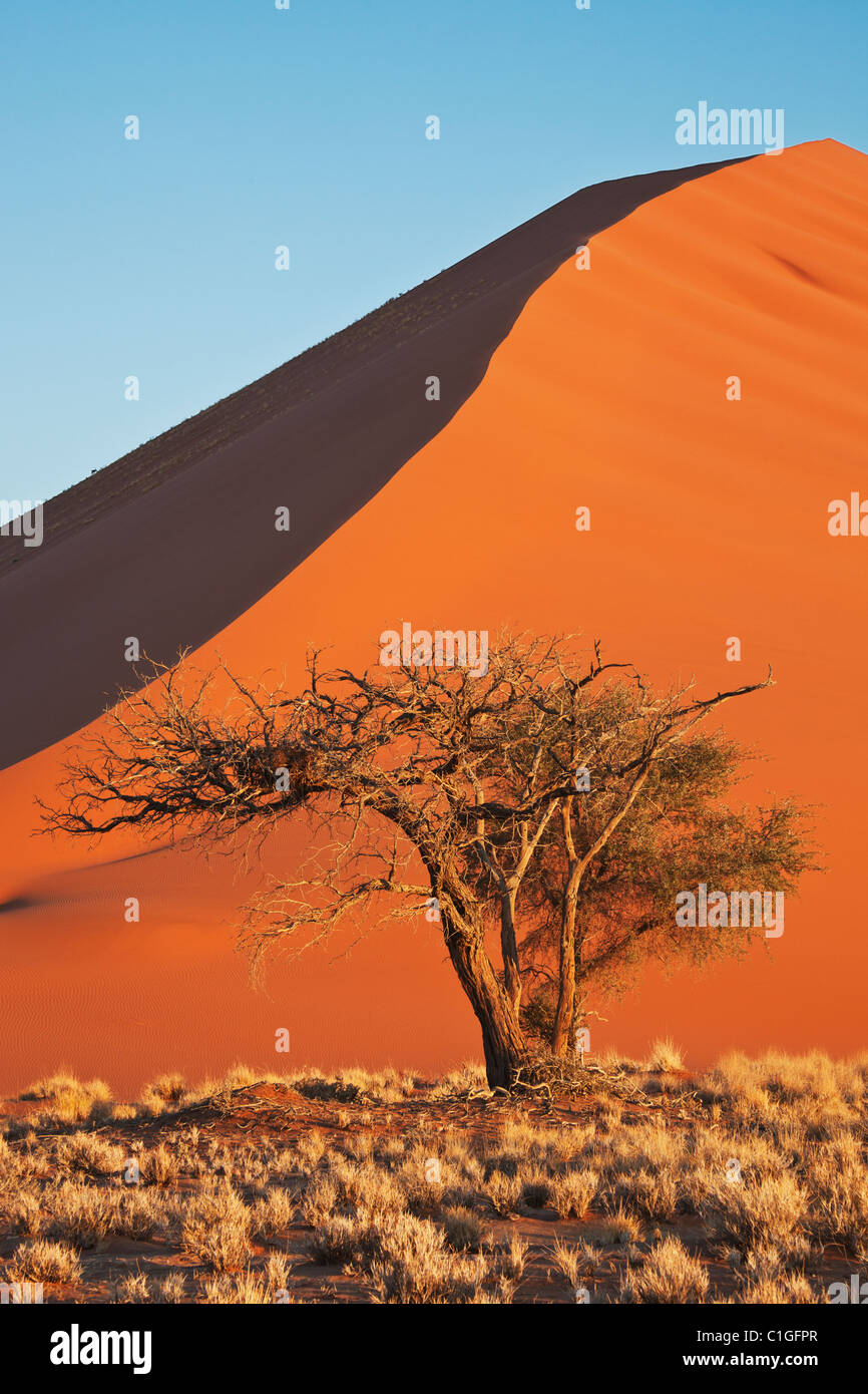 Voir d'Acacia et de dunes de sable rouge de Sossusvlei dans le désert du Namib. Namib-Naukluft N.P, la Namibie. Banque D'Images