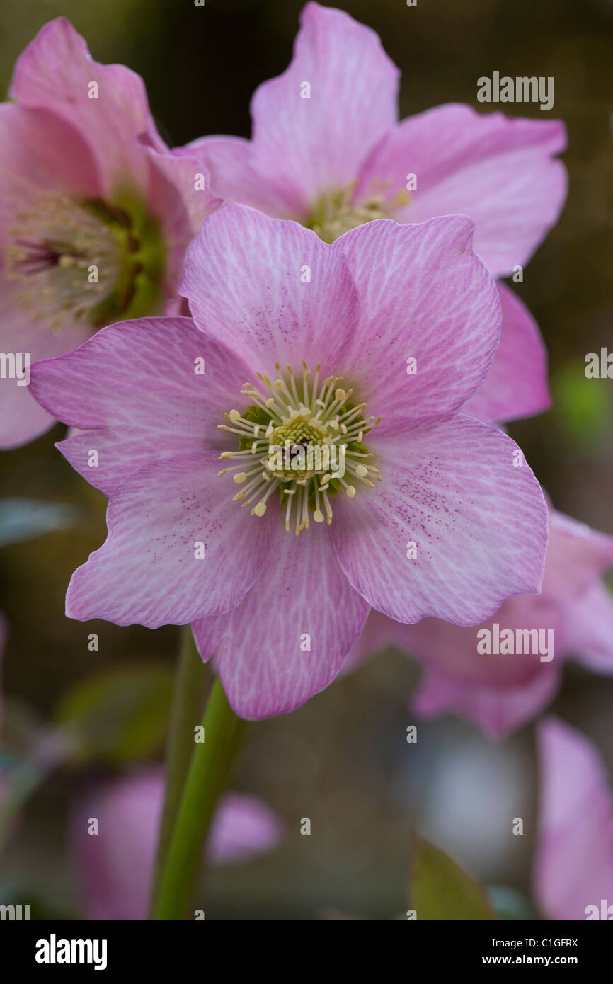 Helleborus, Walbertons Rosemary Lenten Rose Banque D'Images