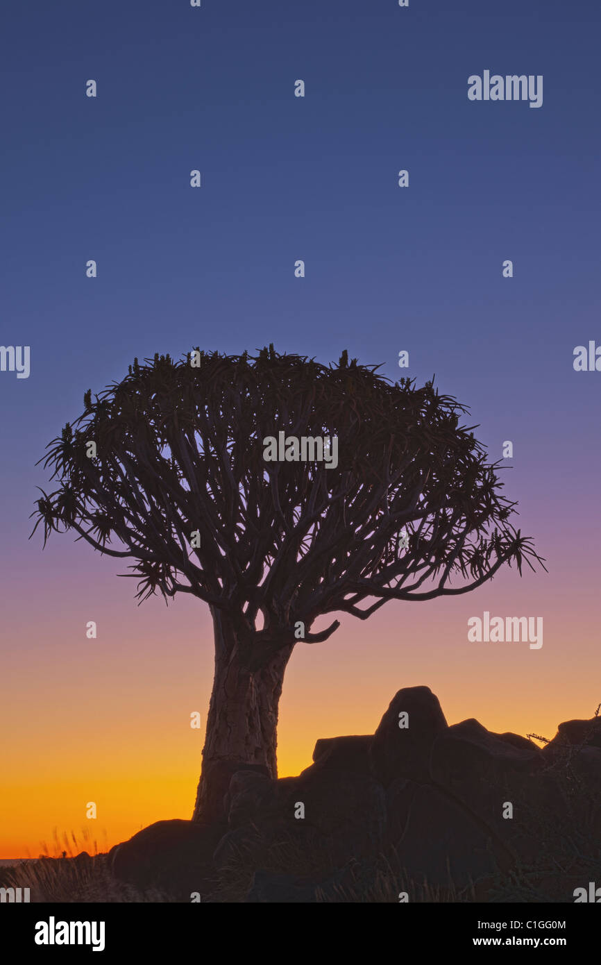 Quiver Tree ou Kokerboom (Aloe dichotoma) est une espèce d'aloès originaire d'Afrique du Sud Banque D'Images