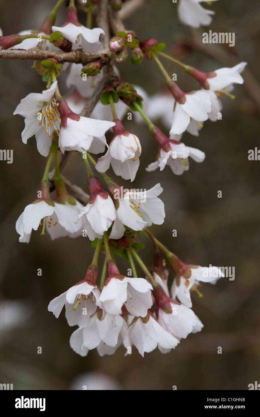 Prunus incisa 'Kojo-no-mai' Rosaceae Banque D'Images