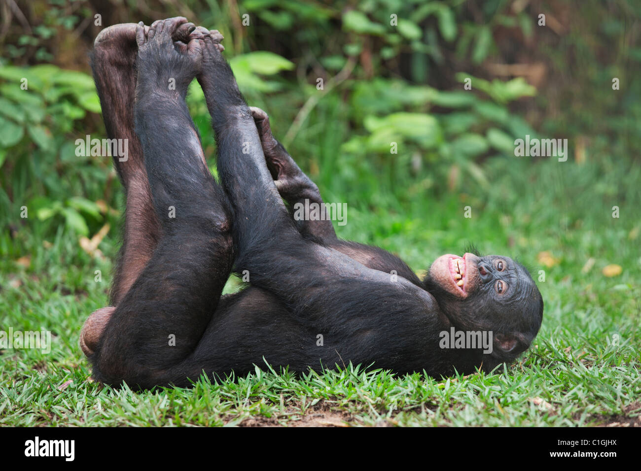 Chimpanzé Bonobo adultes dormant dans le sanctuaire Lola Ya Bonobo, République démocratique du Congo Banque D'Images