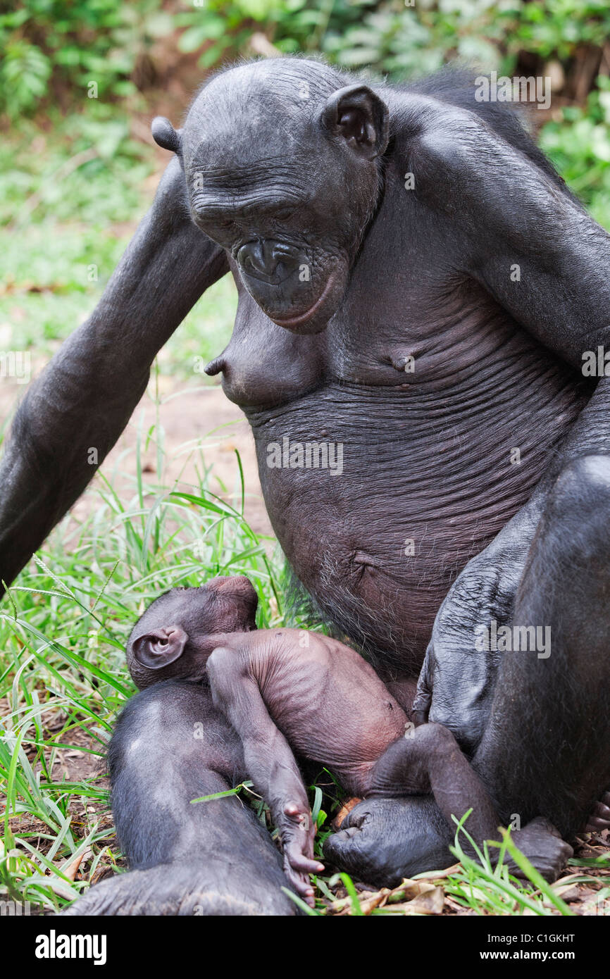 Maman et bébé chimpanzés bonobos au Sanctuaire Lola Ya Bonobo, République démocratique du Congo Banque D'Images