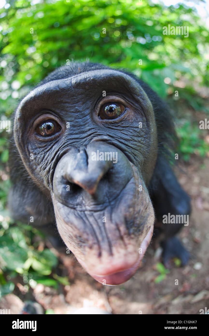 Chimpanzé Bonobo au Sanctuaire Lola Ya Bonobo, République démocratique du Congo Banque D'Images