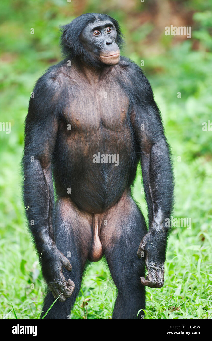 Chimpanzé Bonobo mâle adulte au Sanctuaire Lola Ya Bonobo, République démocratique du Congo Banque D'Images