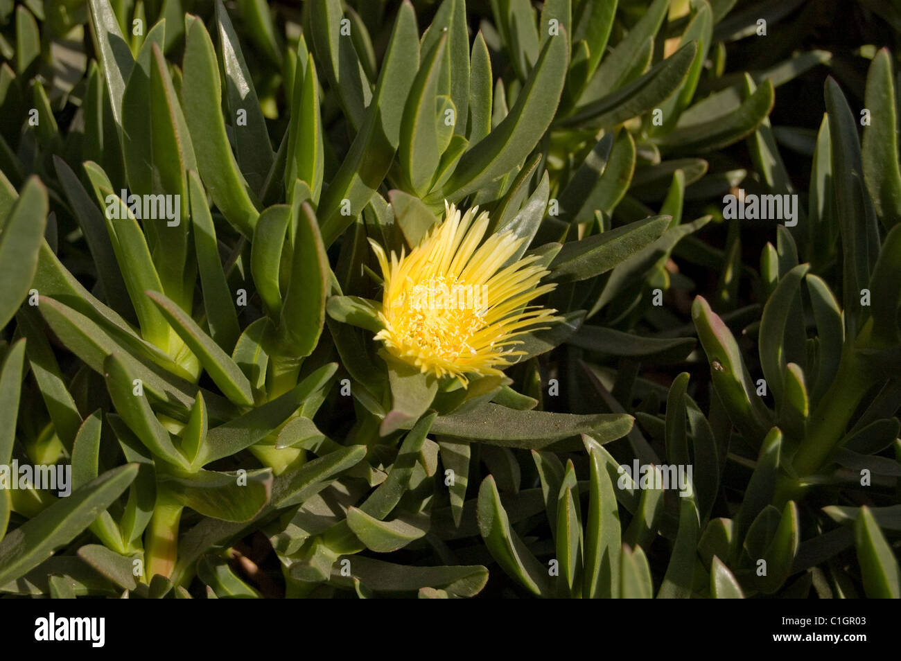 Fleur de glace (Carpobrotus edulis) Banque D'Images