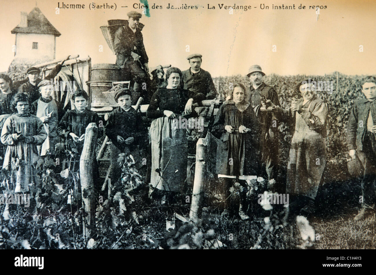 La France, dans la Sarthe, l' homme, musée du vin, vieille carte postale des vendanges Banque D'Images