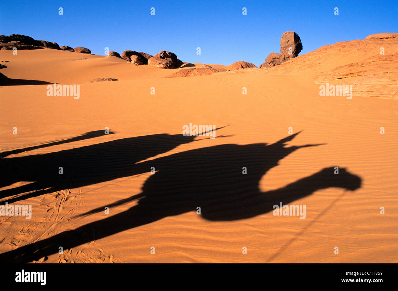 La Libye, le Sahara, randonnée chamelière dans le Tassili de Maghidet Banque D'Images