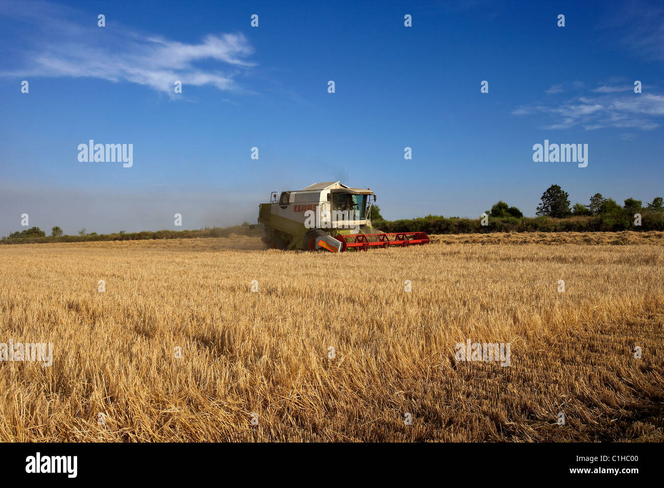 Moissonneuse-batteuse, sur champ de blé Banque D'Images