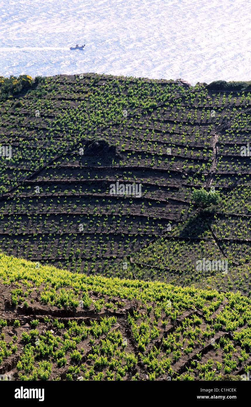 France, Pyrénées Orientales, côte Vermeille (Côte Vermeille), vignoble de Banyuls sur Mer Banque D'Images