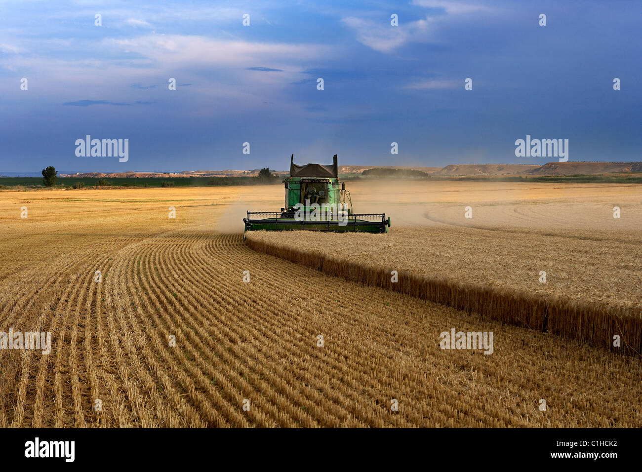 Moissonneuse-batteuse, sur champ de blé Banque D'Images
