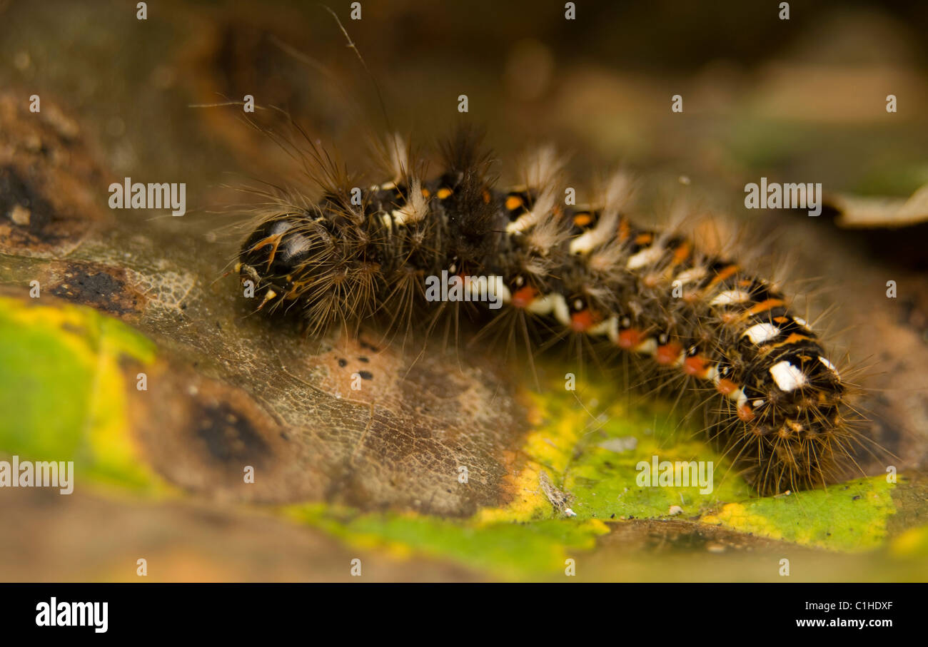 Acronicta rumicis Banque D'Images